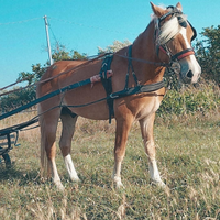 Cavallo Avelignese