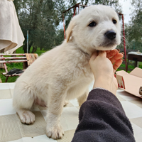 Cuccioli di Maremmano