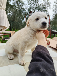 Cuccioli di Maremmano