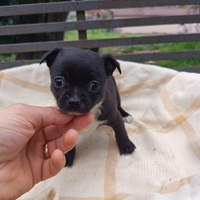 Cuccioli chihuahua toy
