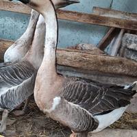 Oca cignoide maschio