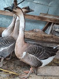 Oca cignoide maschio