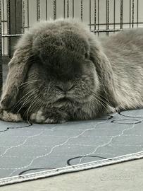 minilop ariete nano - Animali In vendita a Milano