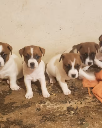 Jack russell terrier cuccioli bicolore