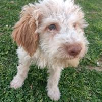Cucciolo di Lagotto Romagnolo con Pedigree