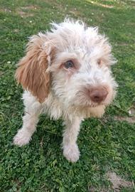 Cucciolo di Lagotto Romagnolo con Pedigree