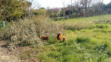 Terreno agricolo