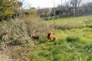 Terreno agricolo