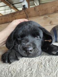 Cucciolo labrador retriever