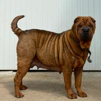 Sharpei
