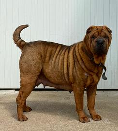 Sharpei