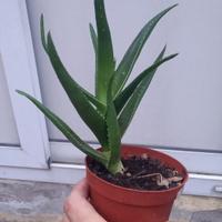 piantine di aloe
