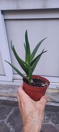 piantine di aloe