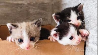Gattini tricolore