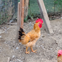 Gallo di bionda piemontese