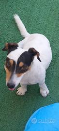 Jack Russel