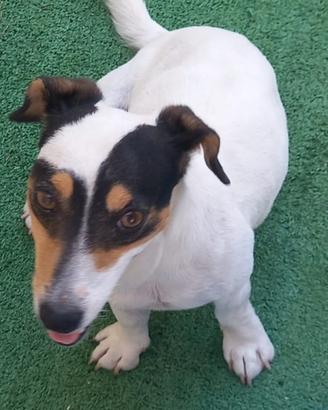 Jack Russel