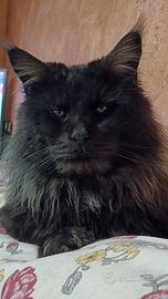 Maine Coon da monta