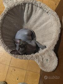 Maschietto di gatto Sphynx