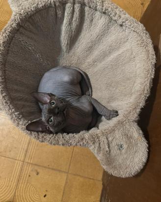 Maschietto di gatto Sphynx