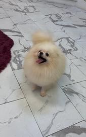 Volpino Pomerania TOY 7 mesi Pedigree femmina