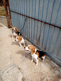 Cane da caccia Beagle