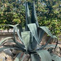 Pianta agave