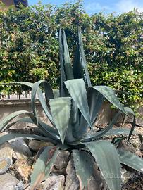 Pianta agave