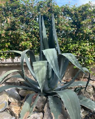 Pianta agave