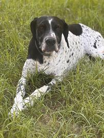 Bracco Pointer maschio da tartufi