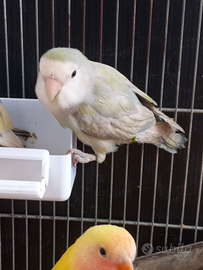 Femmina grigia inseparabile