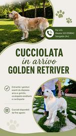 Cuccioli Golden retriver