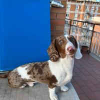 Bassotto nano disponibile per monta