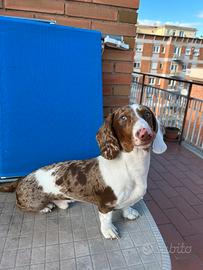 Bassotto nano disponibile per monta