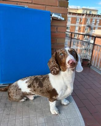 Bassotto nano disponibile per monta