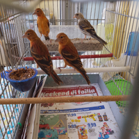 Cardinalini del Venezuela e F1 di cardinalino