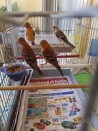 Cardinalini del Venezuela e F1 di cardinalino