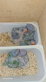 Grandi alessandrini da imbecco