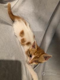 Gattino rosso e bianco con un occhio solo