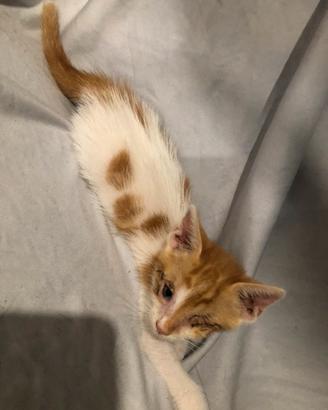Gattino rosso e bianco con un occhio solo