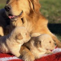 Golden Retriever cuccioli selezionati AMERICANI