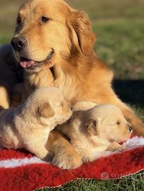 Golden Retriever cuccioli selezionati AMERICANI