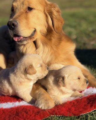 Golden Retriever cuccioli selezionati AMERICANI