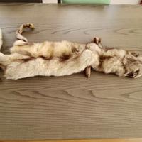 Stola volpe argentata