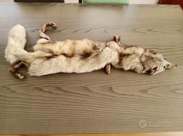 Stola volpe argentata