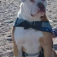Bulldog americano