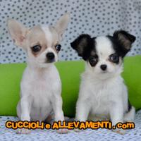 Chihuahua cuccioli - Allevamento ric. Enci