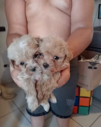 Maltipoo piccola taglia
