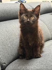 Gattina Maine Coon