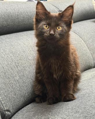 Gattina Maine Coon